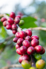Coffee bean in coffee tree plantation.Fresh green and red berry of coffee in organic farm.