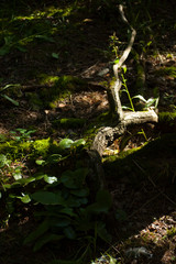 moss in the summer forest