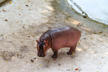 Cute Baby Hippopotamus walk around