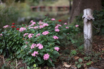 Fototapeta na wymiar 秋の庭