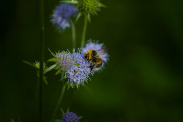 bumblebee on a flower