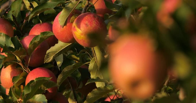 the orchard apple trees