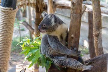 Koala (Phascolarctos cinereus) climbing the tree