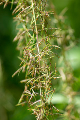 fresh green lemon grass flower.