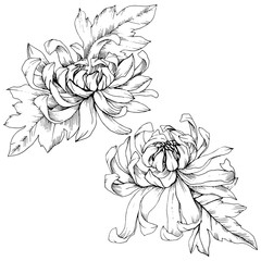Vector Chrysanthemum floral botanical flowers. Black and white engraved ink art. Isolated flower illustration element.