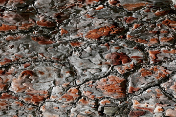 Hintergrund Holz Rinde Baumrinde