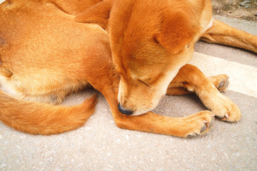 Close-up Thai dog sleeping on the sidewalks, Dogs are chasing bites in the legs, Dog is sleeping.