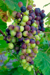 Red grapes ripening.