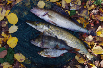 Pike, roach, perch, perch on the grass. Good catch.