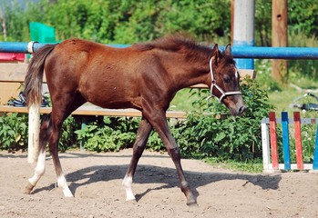 Red foal on the parade ground