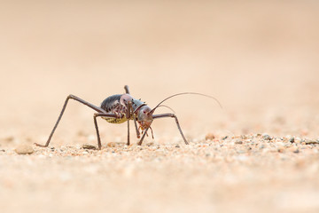Ground cricket