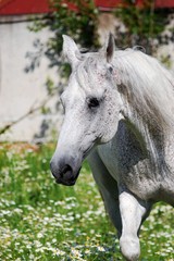 Obraz na płótnie Canvas Grey horse in daisies