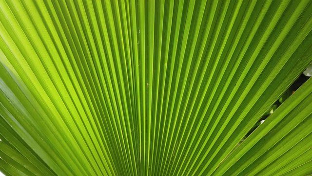 Tropical lush green leaves