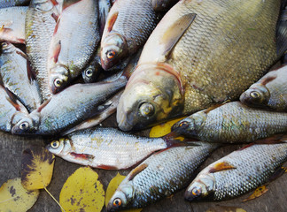 Obraz premium Bream and other fish on the shore. Good catch.