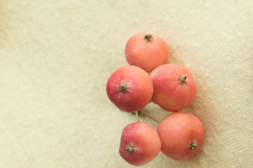 bunch of small pink apples on yellow background
