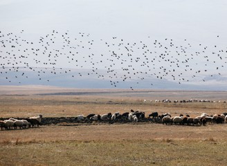 sheep and herd of pigeons.artvin 