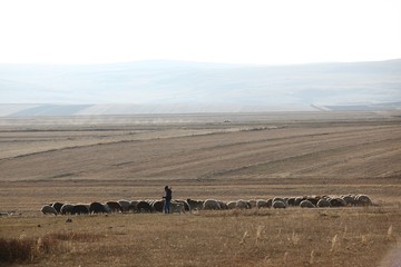 herd of sheep in green meadow. artvin/turkey