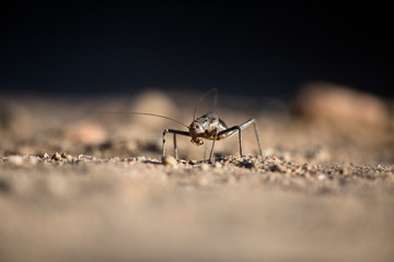 Ground cricket