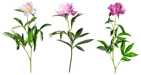 Fototapeta na wymiar Peony flowers isolated on white