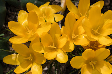 Obraz premium Yellow crocus flower in spring.