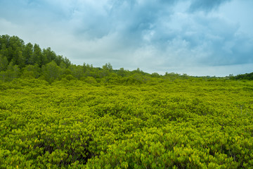 The mangrove forest Tung Prong Thong  means golden field in Thai