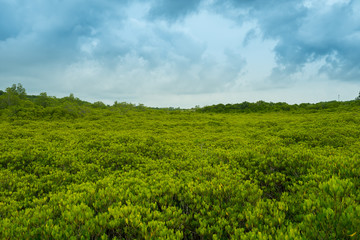 Fototapeta na wymiar The mangrove forest Tung Prong Thong means golden field in Thai