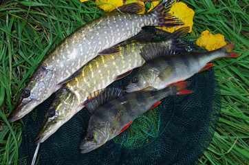 Pikes and perches caught spinning on the grass