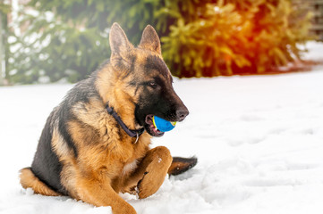 A german shepherd puppy dog playing with a ball at winter