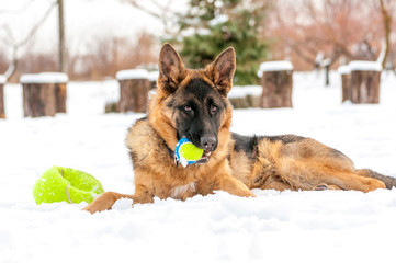A german shepherd puppy dog playing with a ball at winter