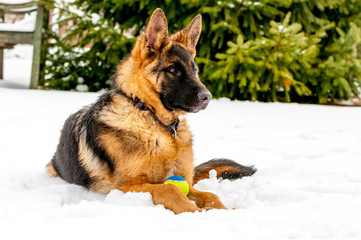 A german shepherd puppy dog playing with a ball at winter