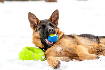 A german shepherd puppy dog playing with a ball at winter