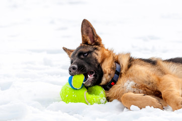 A german shepherd puppy dog playing with a ball at winter