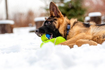 A german shepherd puppy dog playing with a ball at winter