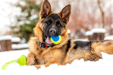 A german shepherd puppy dog playing with a ball at winter