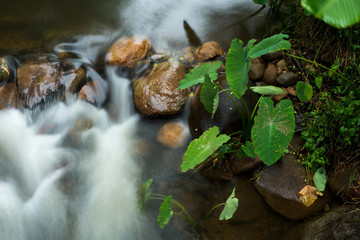 running of water stream from waterfall in tropical rain forest