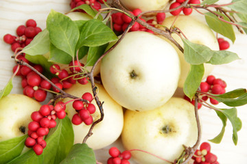 White apples and schisandra. Still life with ripe schizandra and apple