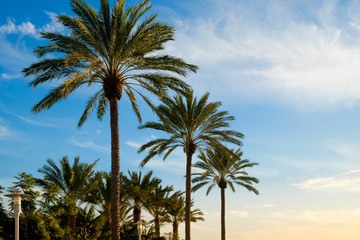 Fototapeta na wymiar California Palm Trees