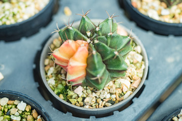 gymnocalycium cactus in a pot