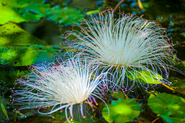 Albizia silk tree flowers. Blossom of beautiful Albizia Julibrissin Mimosa on the water