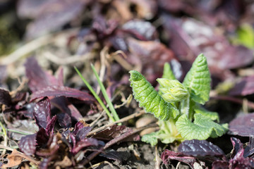 Flower bud of spring primrose.