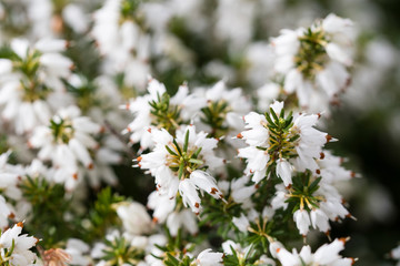 White heather flowers.