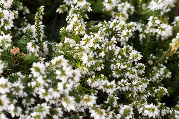 White heather flowers.
