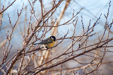 Small tit bird on the branch