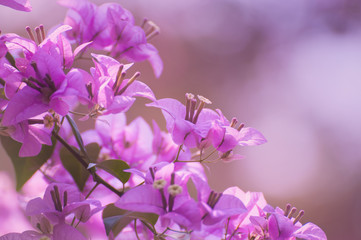 Fototapeta na wymiar Bougainvillea flowers. Purple flowers of bougainvillea tree. Spring leaves on its blossom