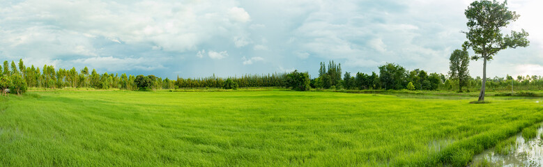 rice field in panorama scene