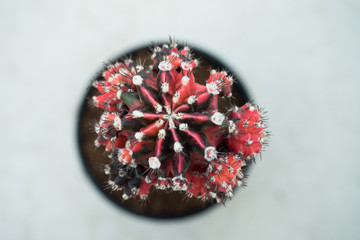 Fototapeta premium gymnocalycium mihanovichii variegata cactus plant