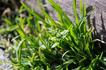 Grass with flowers and green leaves.