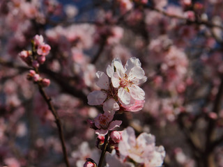 Pfälzer Mandelblüten
