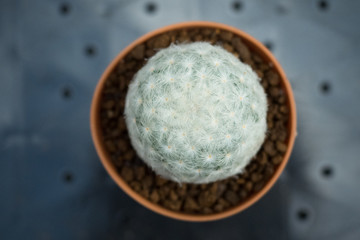 Mammillaria plumosa or Feather Cactus