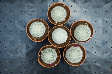 Mammillaria plumosa or Feather Cactus